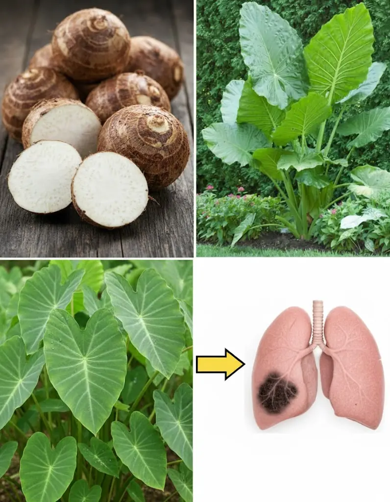 Benefits and Uses of Taro (Colocasia esculenta)