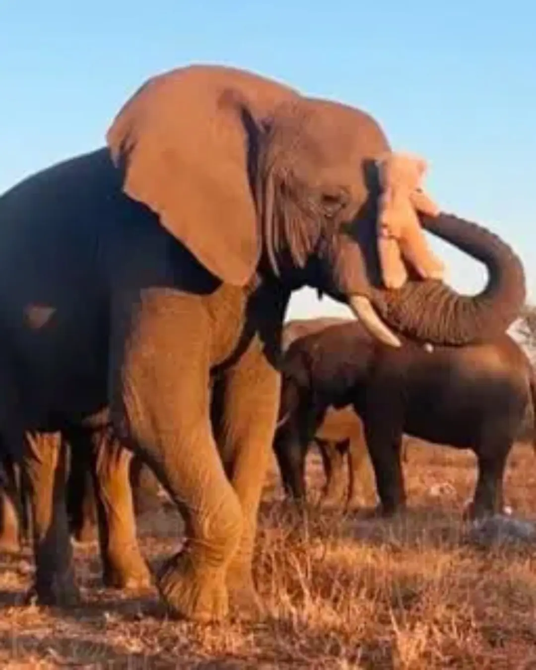 Do Elephants Have Personalities? A Student’s Heartfelt Study Reveals the Souls Behind the Giants.