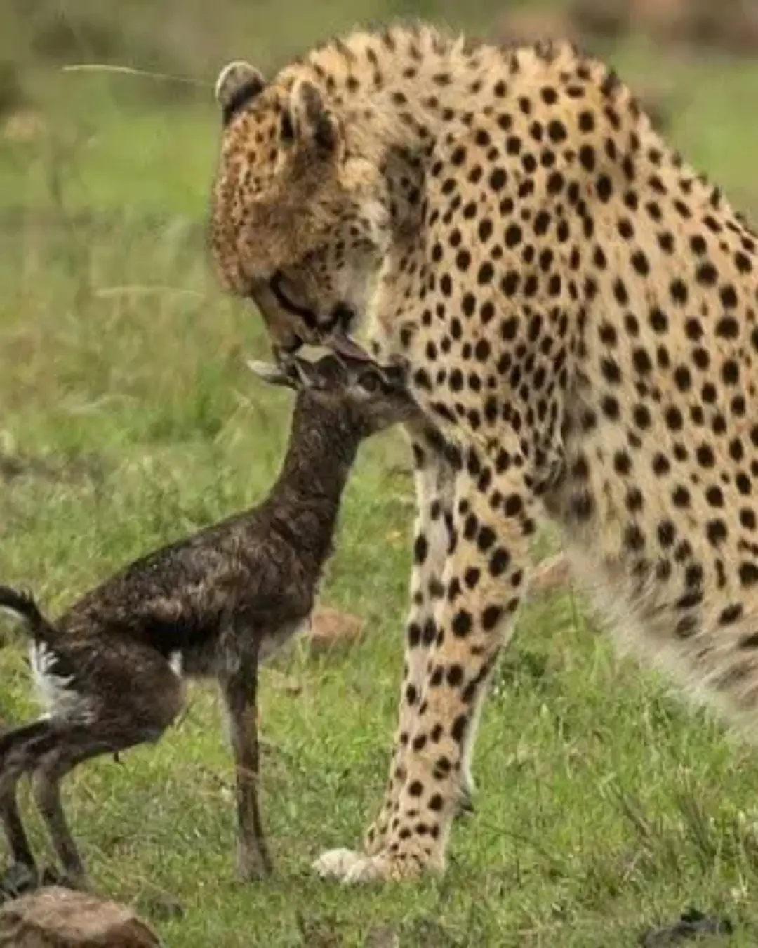A Moment Between Life and Instinct: The Cheetah and the Newborn Gazelle.