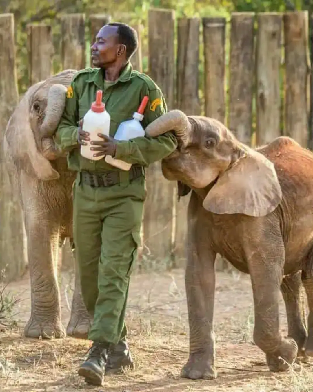 From Milk Bottles to Mud Baths: The Remarkable Journey of Raising a Baby Elephant.