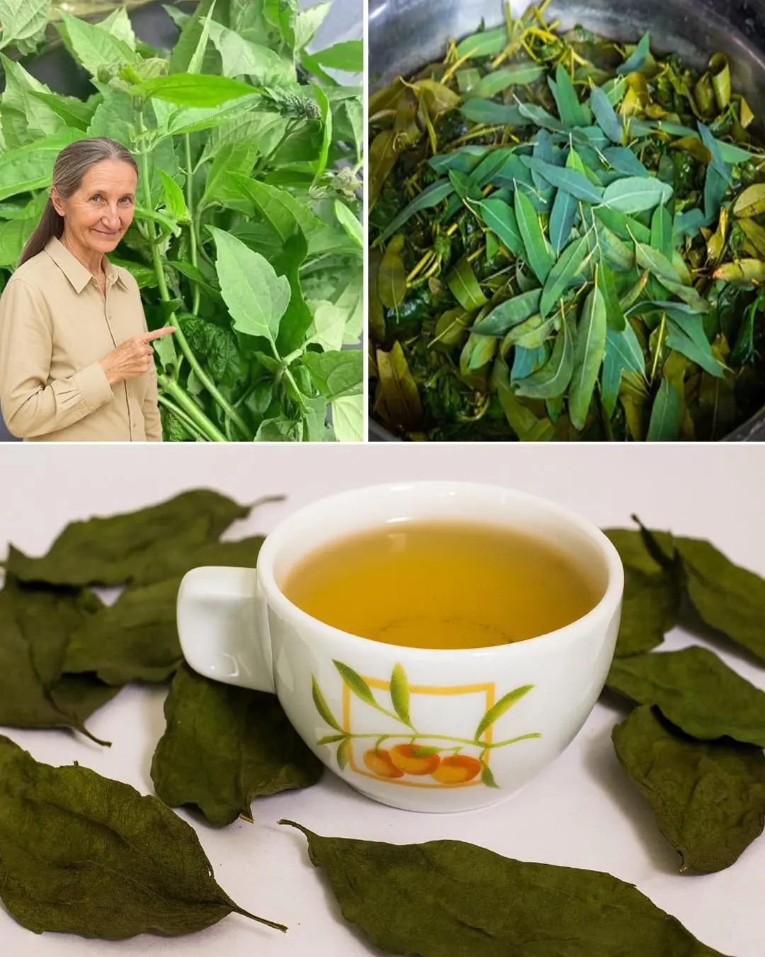 Siam Weed: A powerful remedy for multiple ailments
