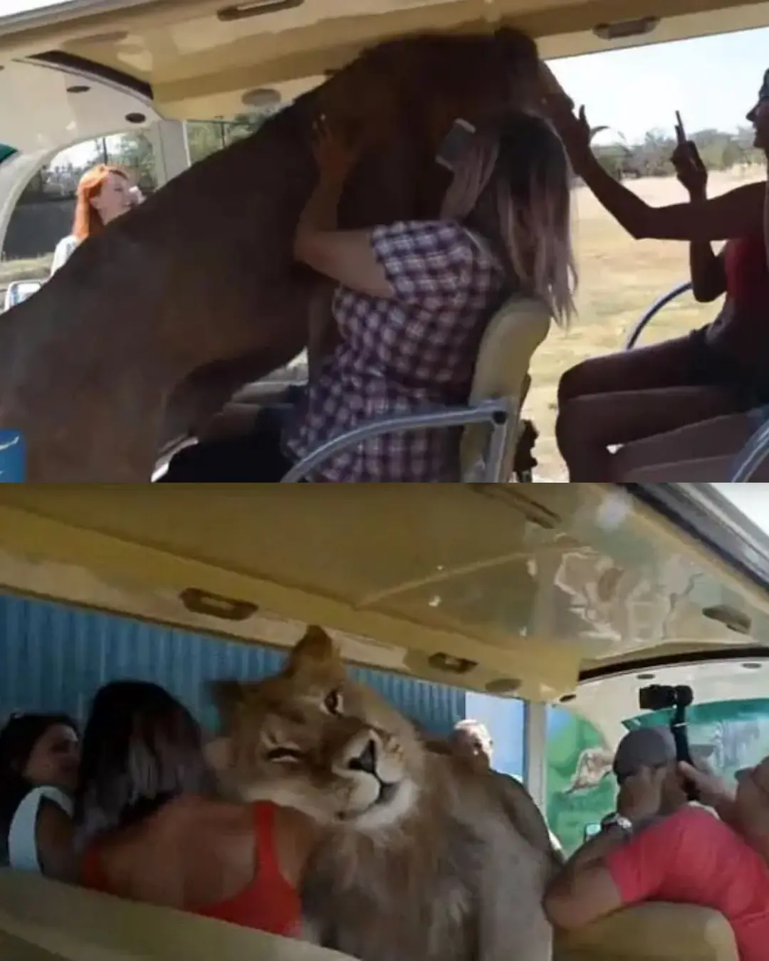 The Gentle Lion Who Just Wanted a Hug.