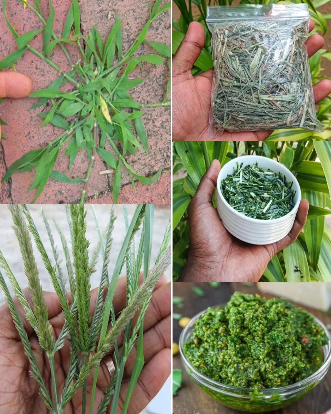 7 Key things about Crabgrass