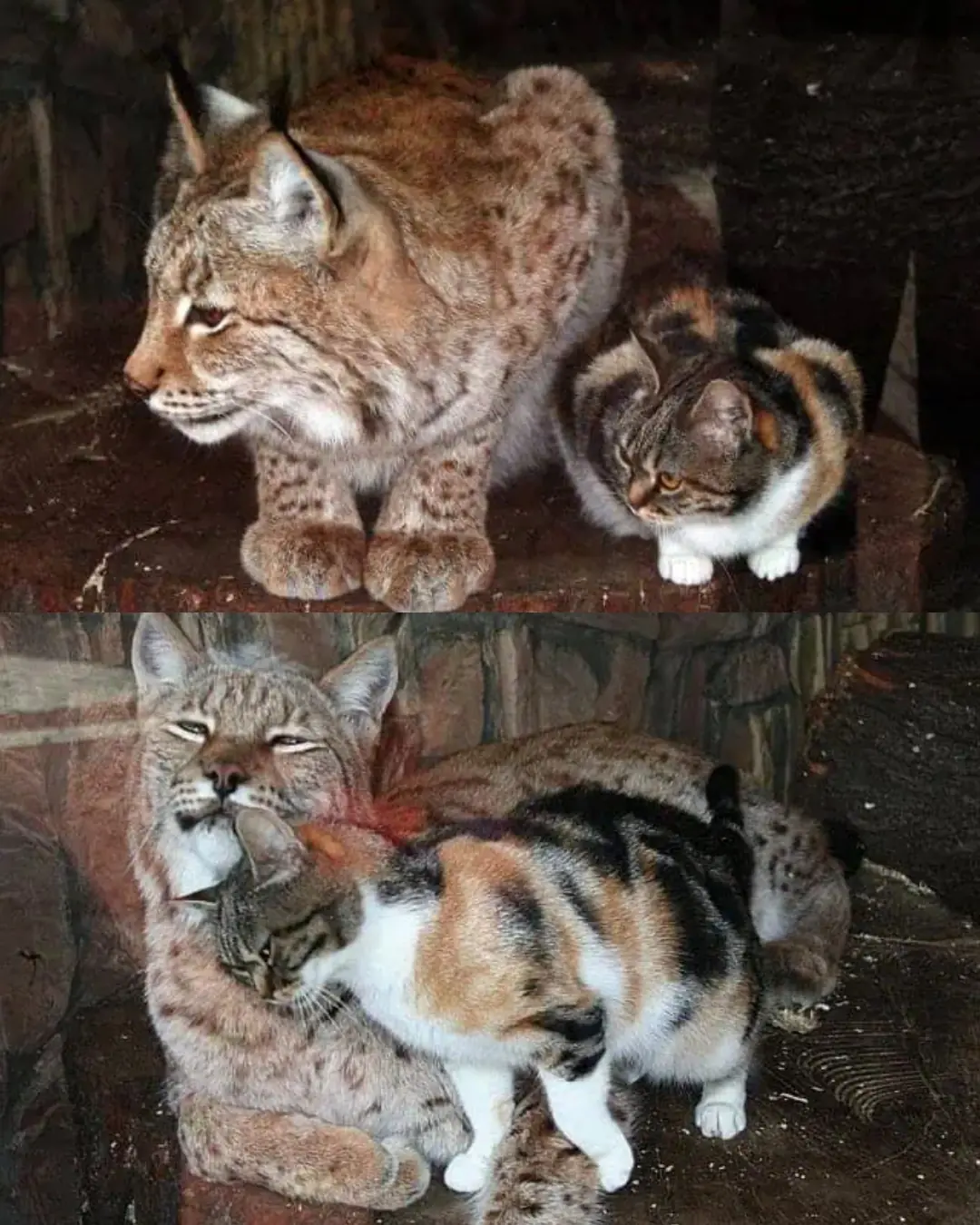 The Cat Who Befriended a Lynx: A Wild Lesson in Unlikely Love.