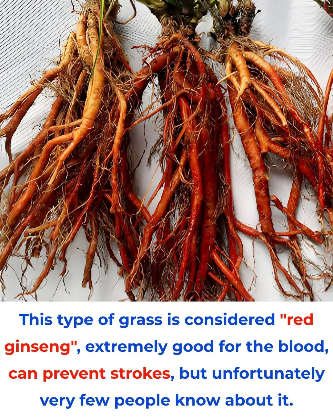 This type of grass is considered "red ginseng", extremely good for the blood, can prevent strokes, but unfortunately very few people know about it