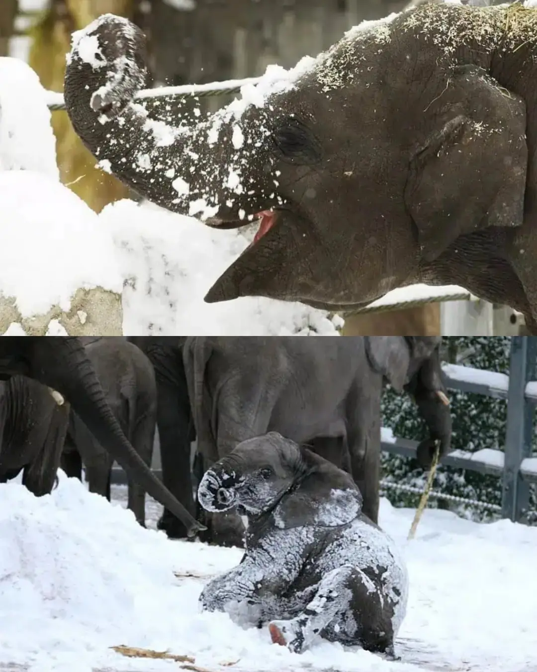 When Giants Met Snow: Oregon Zoo’s Elephants Discover Winter’s Magic.