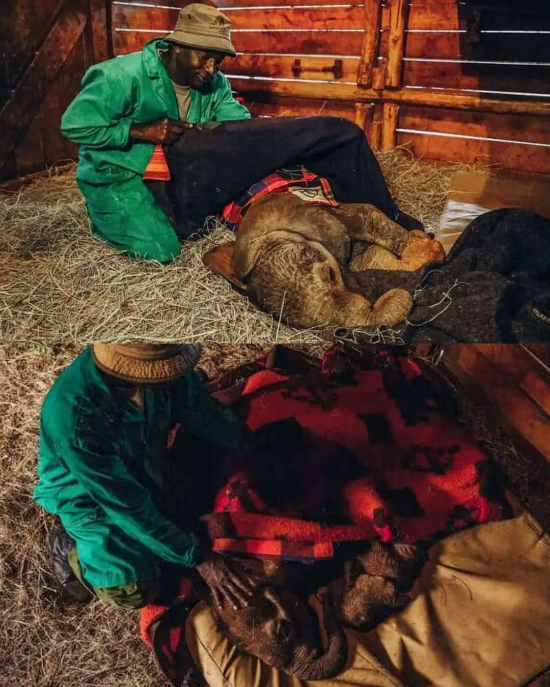 Night Watchers of the Wild: The Keepers Who Sleep Beside Orphaned Elephants.