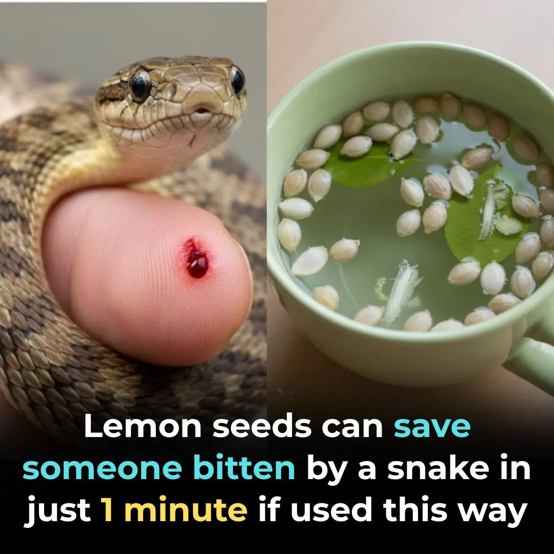 Can Lemon Seeds Help with Snake Bites? Experts Explain the Truth — and Safe First-Aid Steps You Should Know