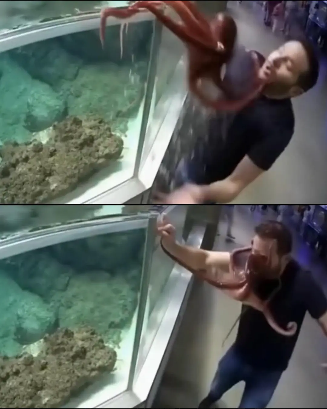 Man Gets a Face Full of Octopus — and a Lifetime Ban