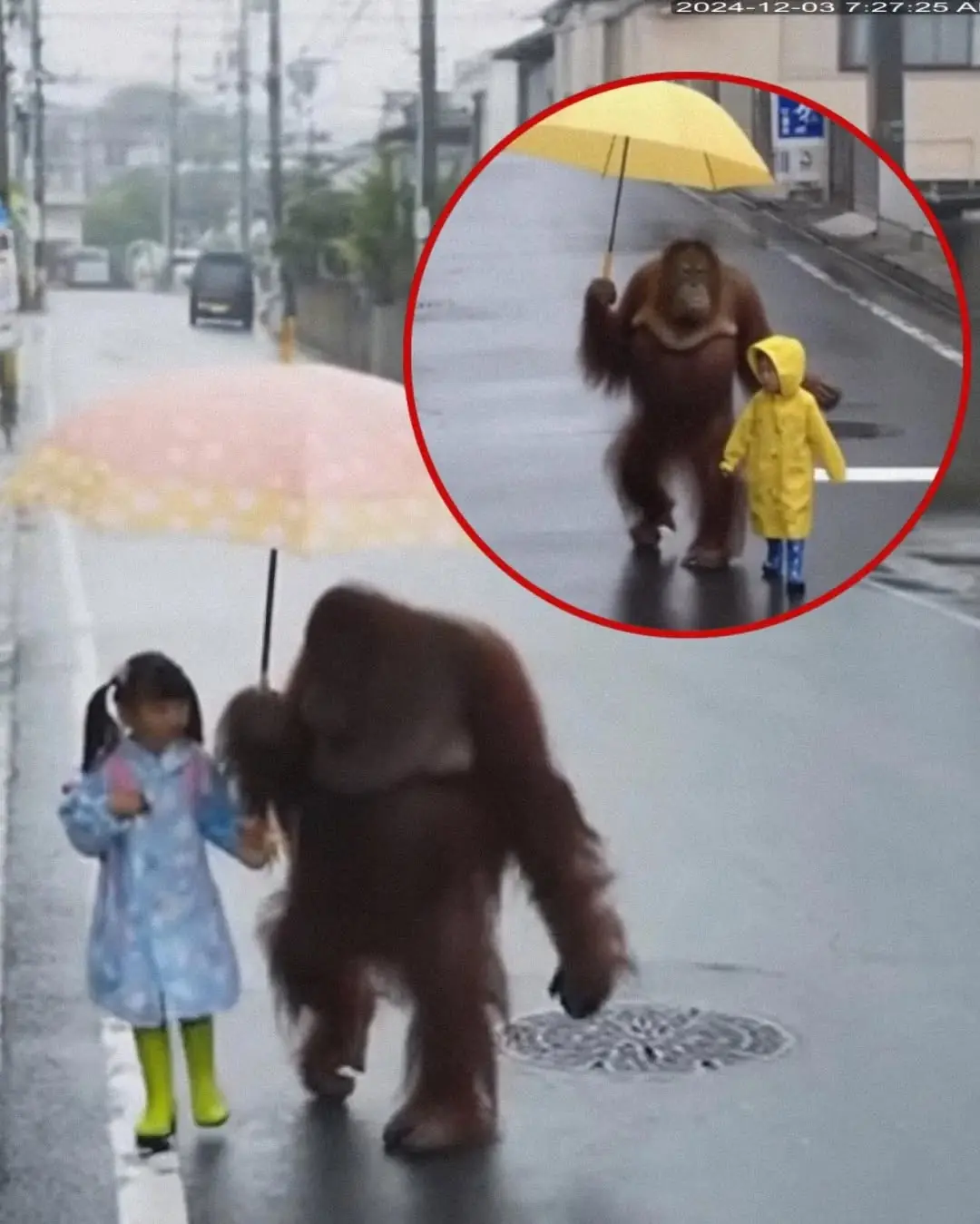 When the Rain Falls, He Comes: The Gentle Guardian They Call the Phantom of the Rain