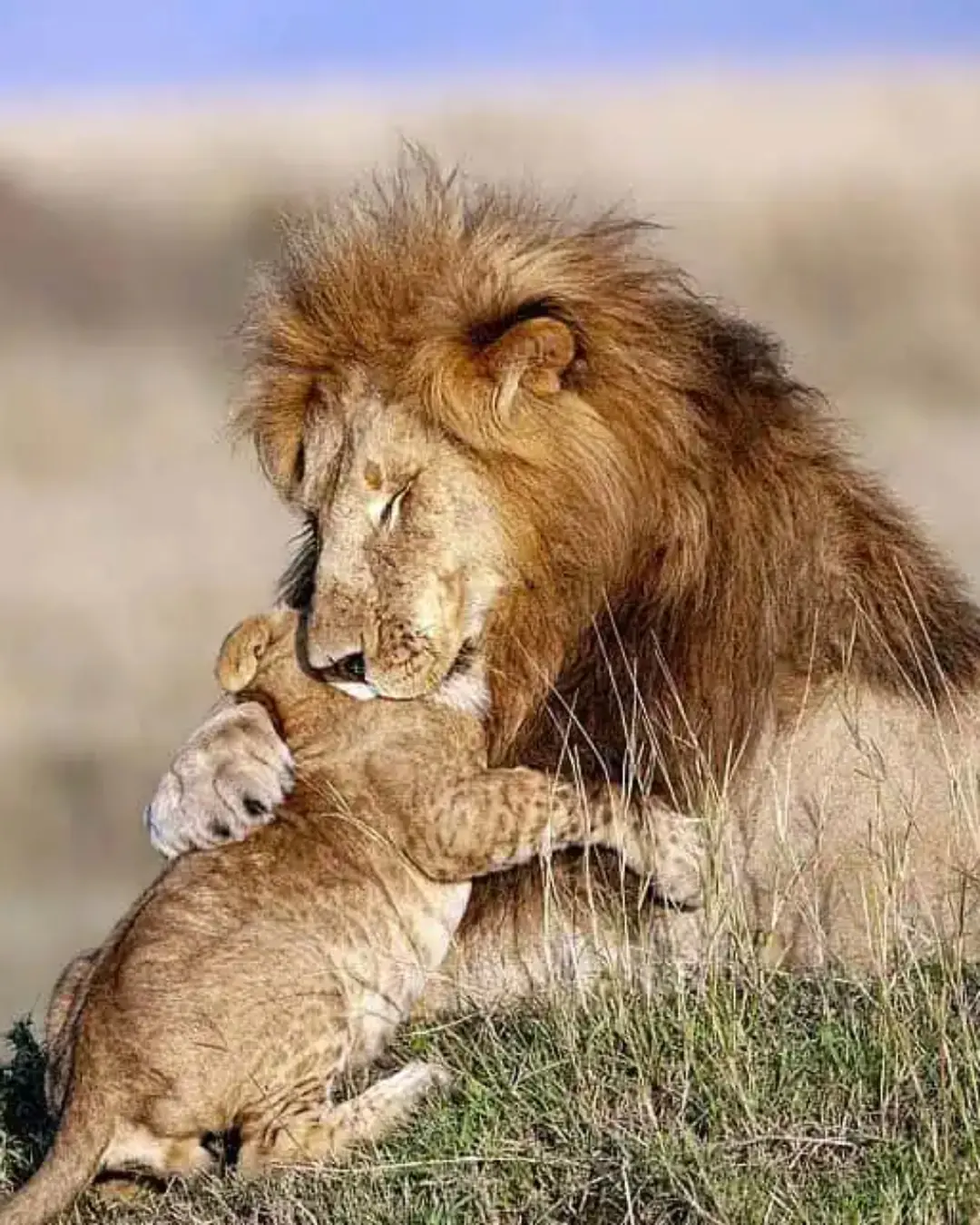 A Real-Life “Lion King” Moment That Captured the World’s Heart.