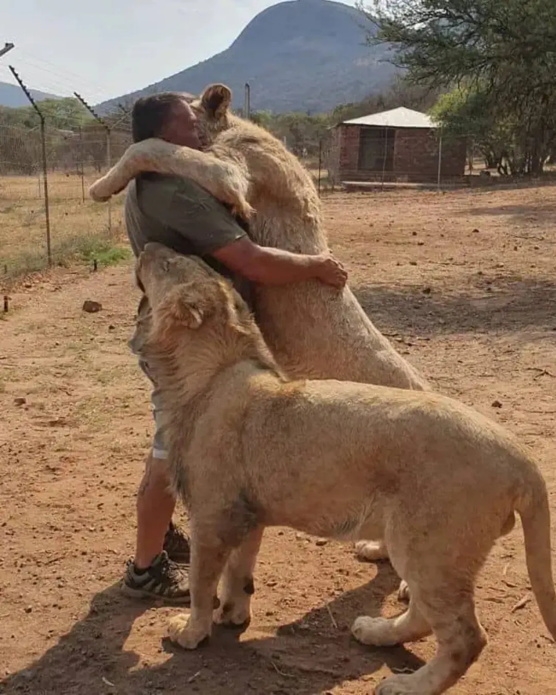 The Man Who Lives Among Lions: Armand Gerber’s Extraordinary Bond With the Wild.