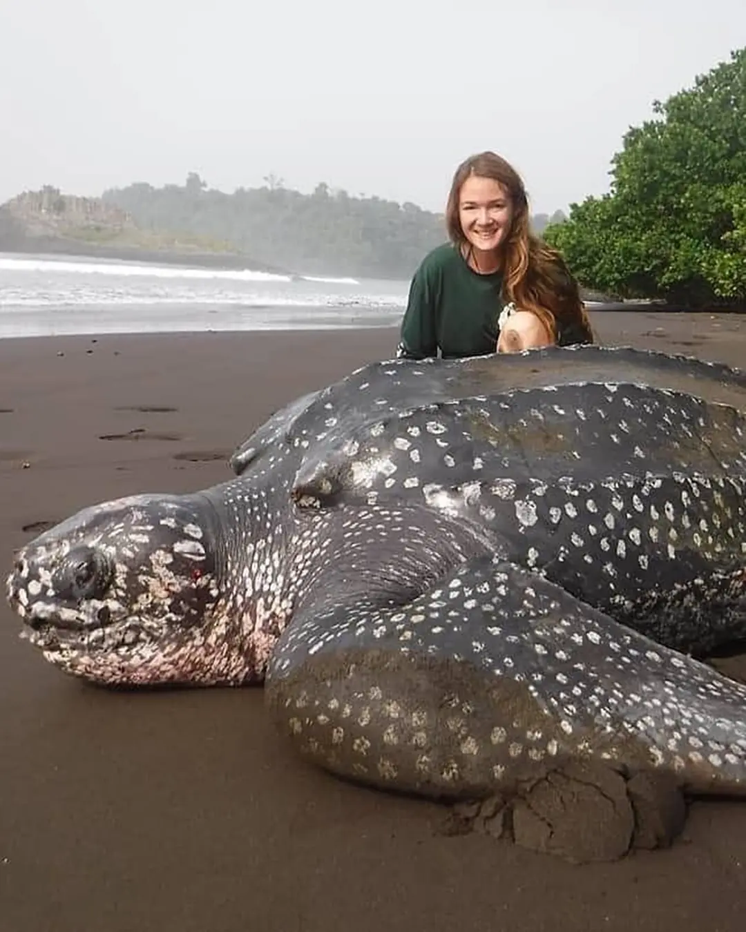 The Last Push: A Leatherback’s Fight for Life.