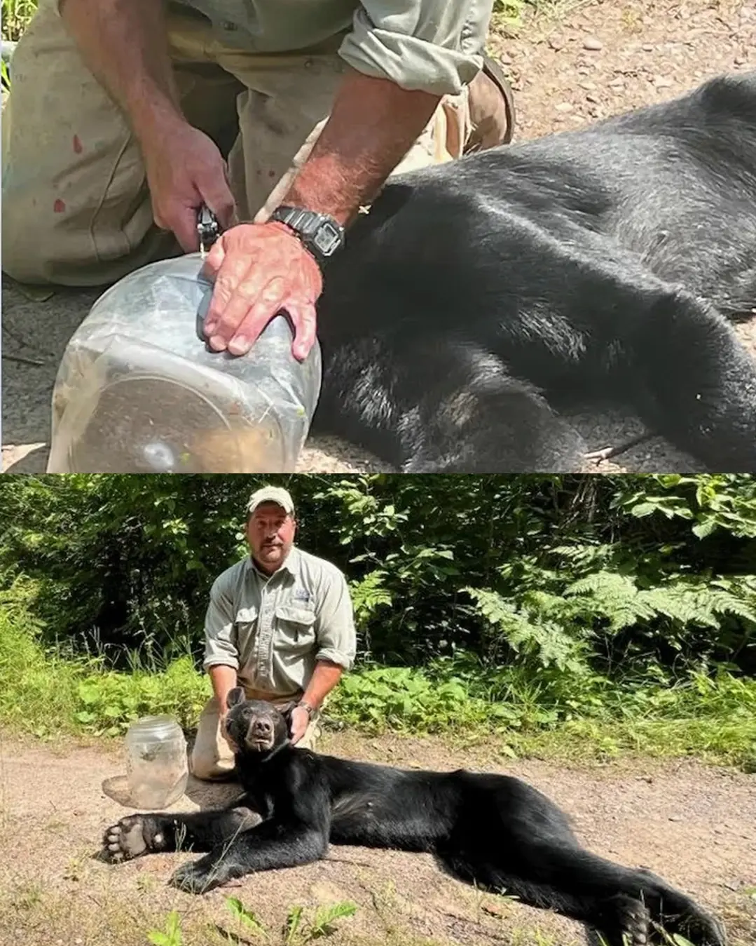 70-Pound Female Bear Rescued After Spending 12 Days with Her Head Trapped in a Jar.