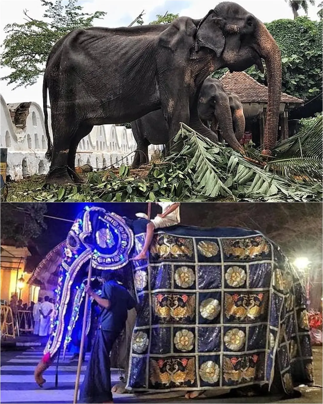 The Last Parade: Tikiri’s Story.
