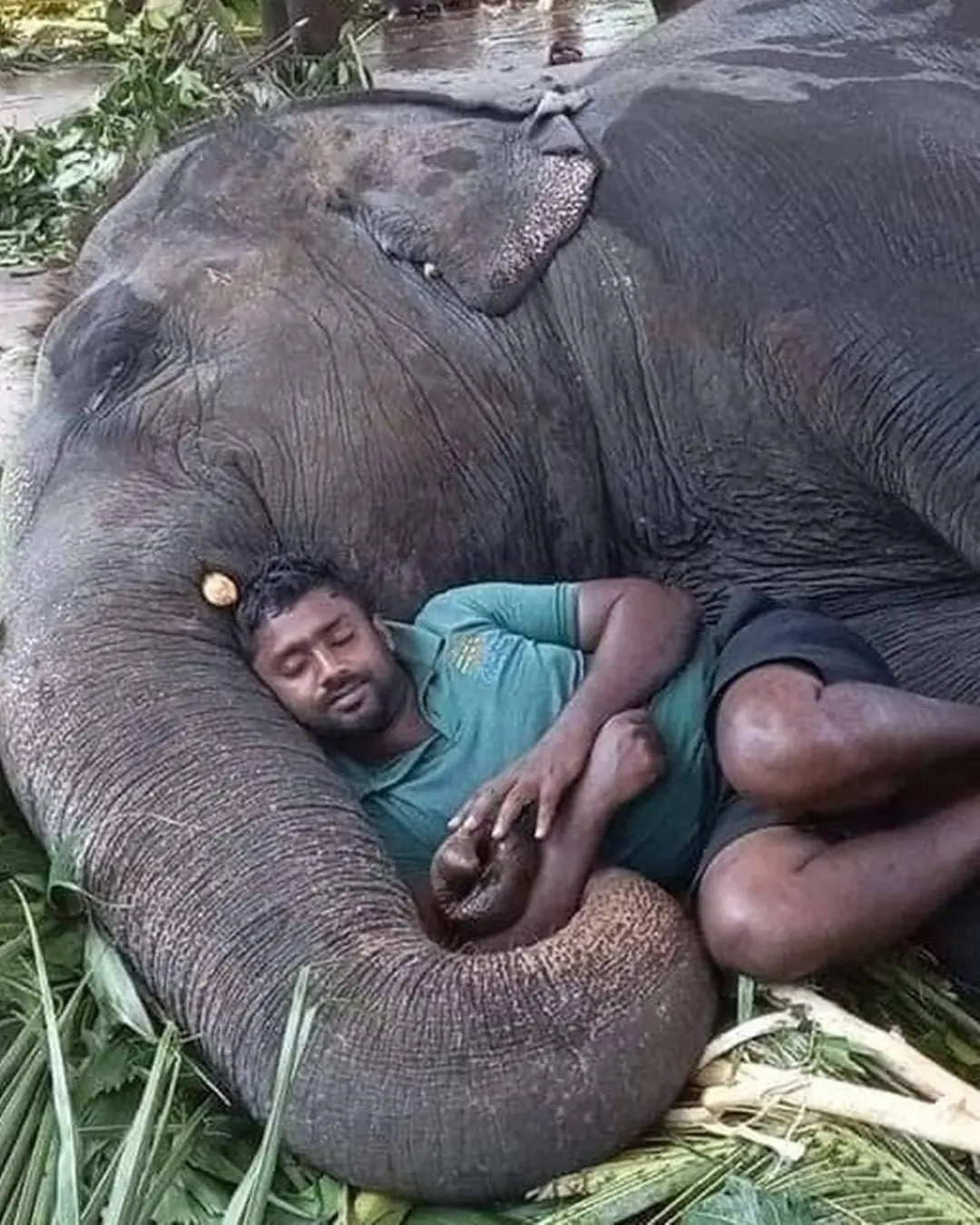When an Elephant Trusted a Man: The Quiet Power of Connection.