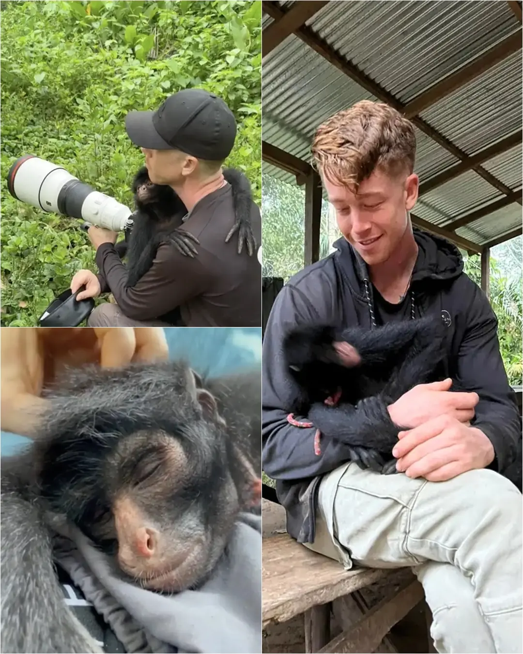 Monkey Instantly Recognizes the Man Who Saved Her—Even Years After Their Last Goodbye.