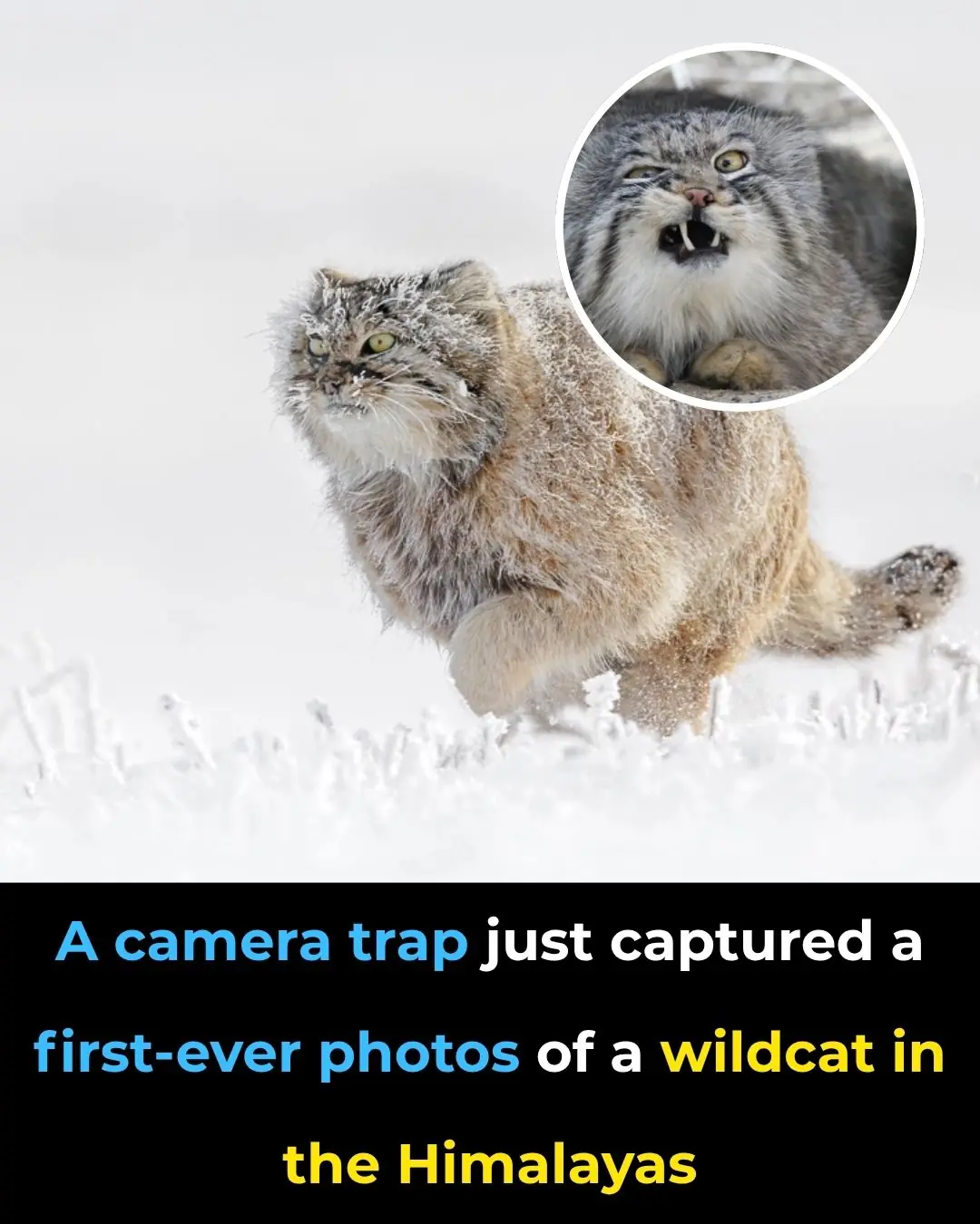 Scientists Catch Grumpy Cat of the Himalayas on Camera for the First Time