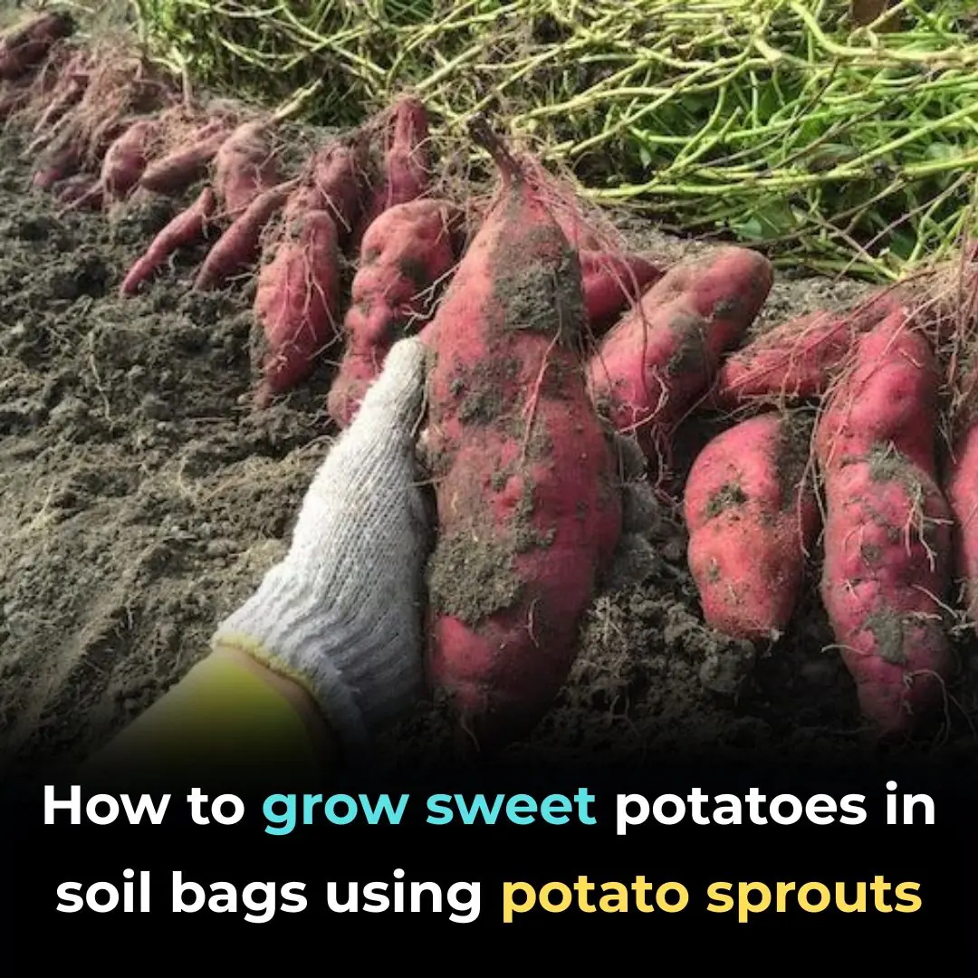 How to grow sweet potatoes in soil bags using potato sprouts