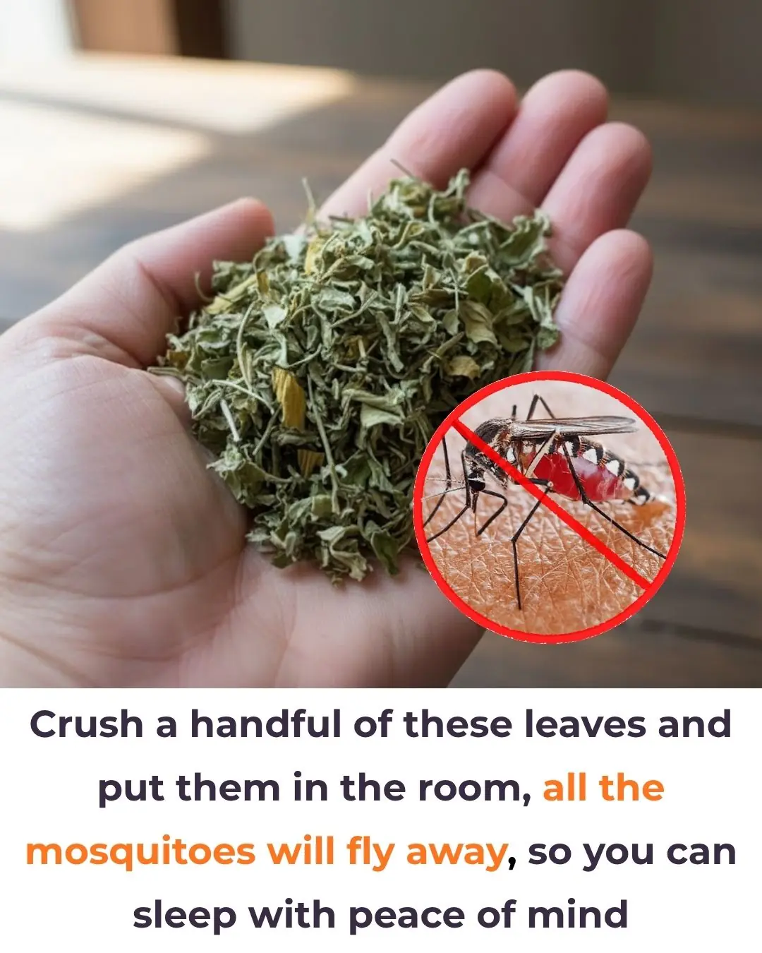 Crush a handful of these leaves and put them in the room, all the mosquitoes will fly away, so you can sleep with peace of mind