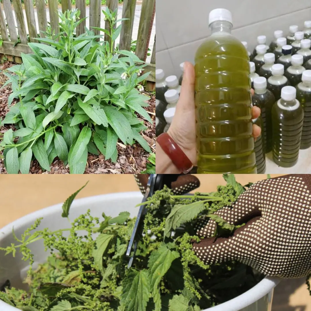 Comfrey Fertilizer: The Secret Natural Booster Your Garden Needs