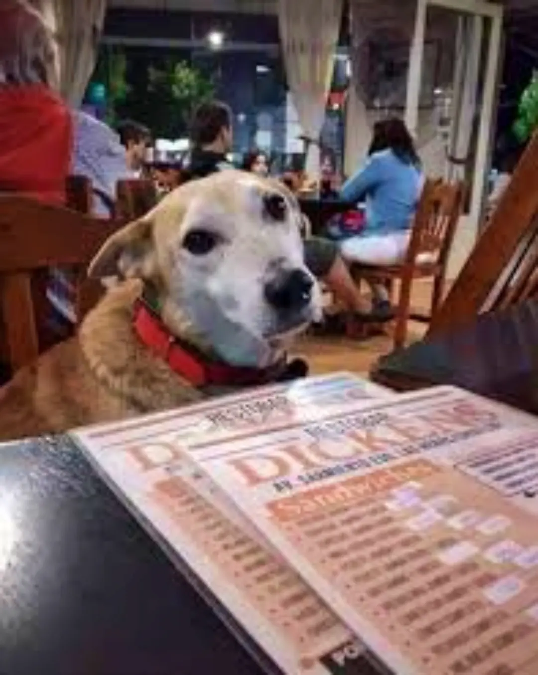 Compassion on the Menu: Argentinian Restaurant Gives Stray Dogs a Place to Belong