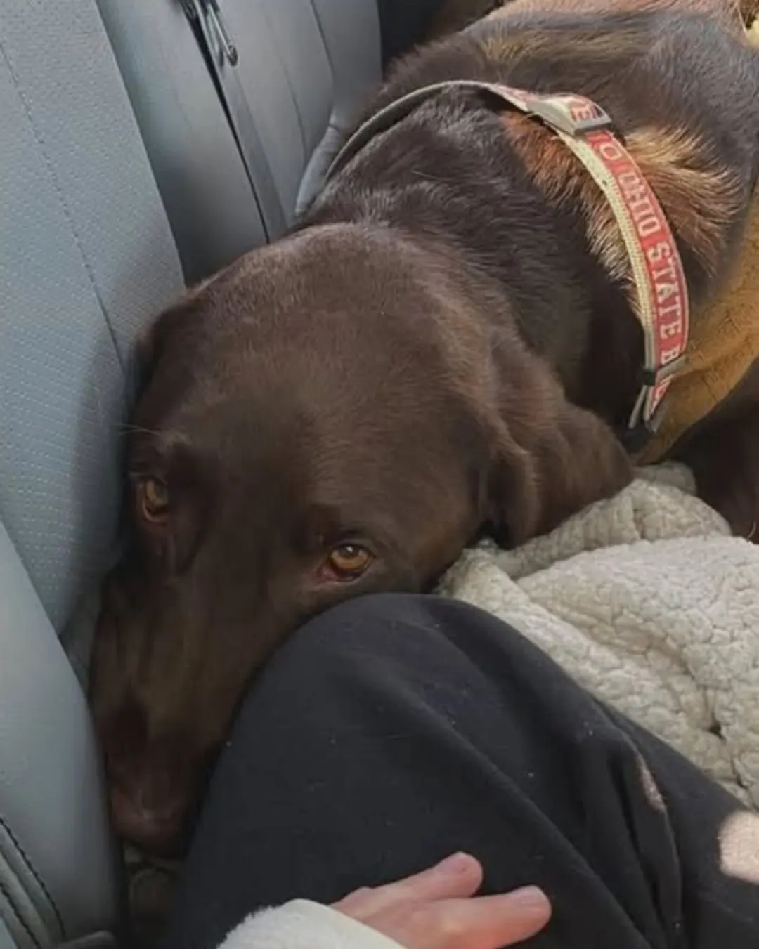 A Second Chance for the Oldest Soul: The Story of a Dog Who Found Love Again