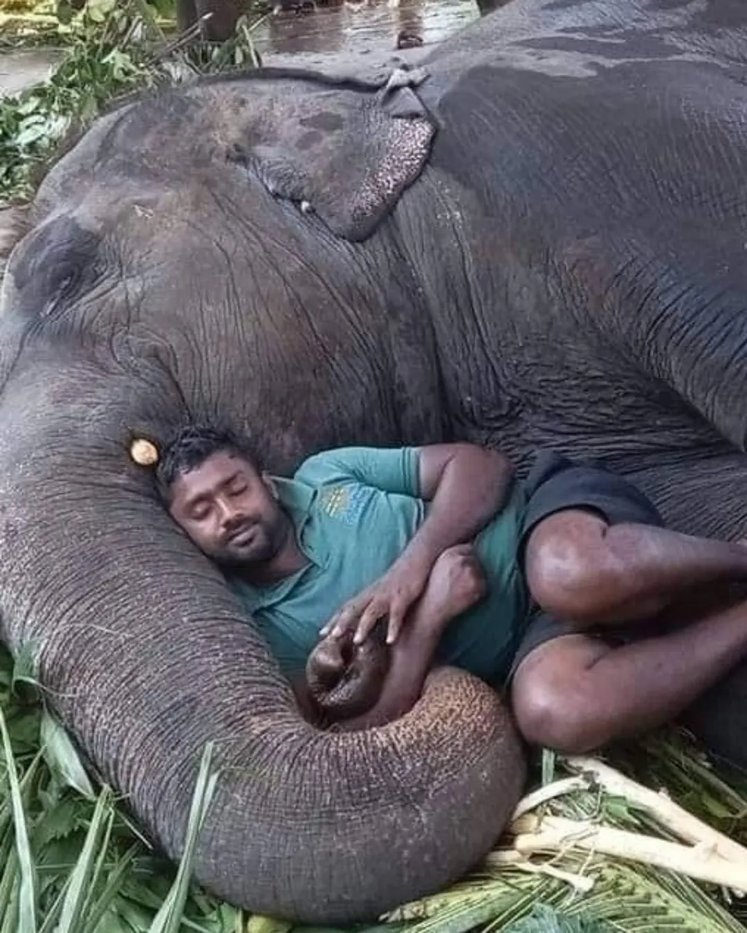 When the Walls Come Down: A Man, an Elephant, and the Quiet Power of Trust.91