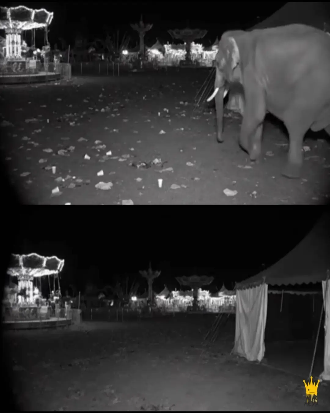 The Elephant Who Cleaned the Carnival Grounds