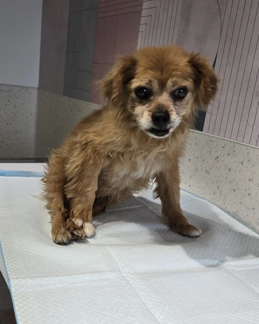 Update on Lamo: Injured Dog Faces Uncertain Future After Being Run Over