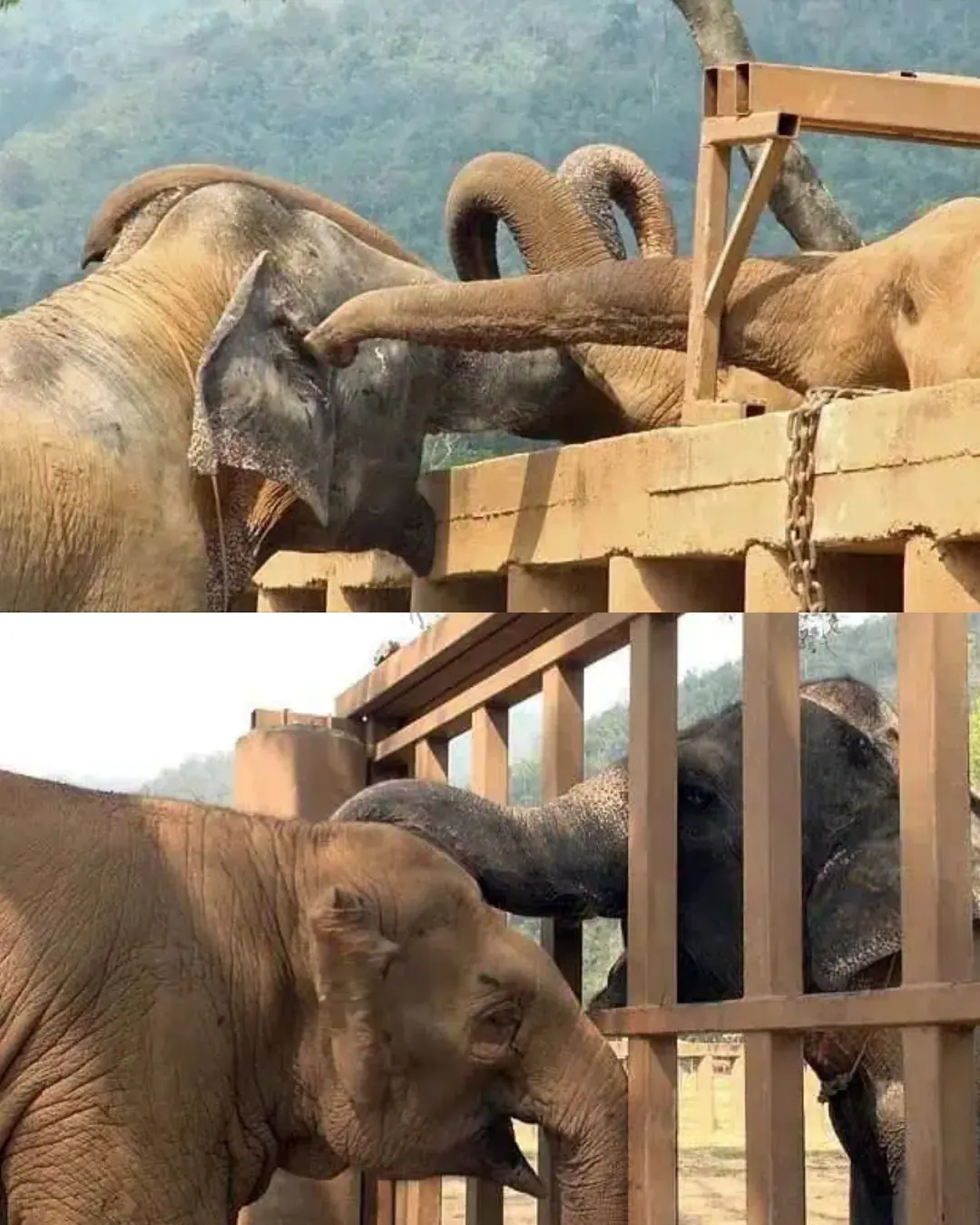 A Blind Elephant’s First Embrace: The Moment Ploy Thong Found Her Family.