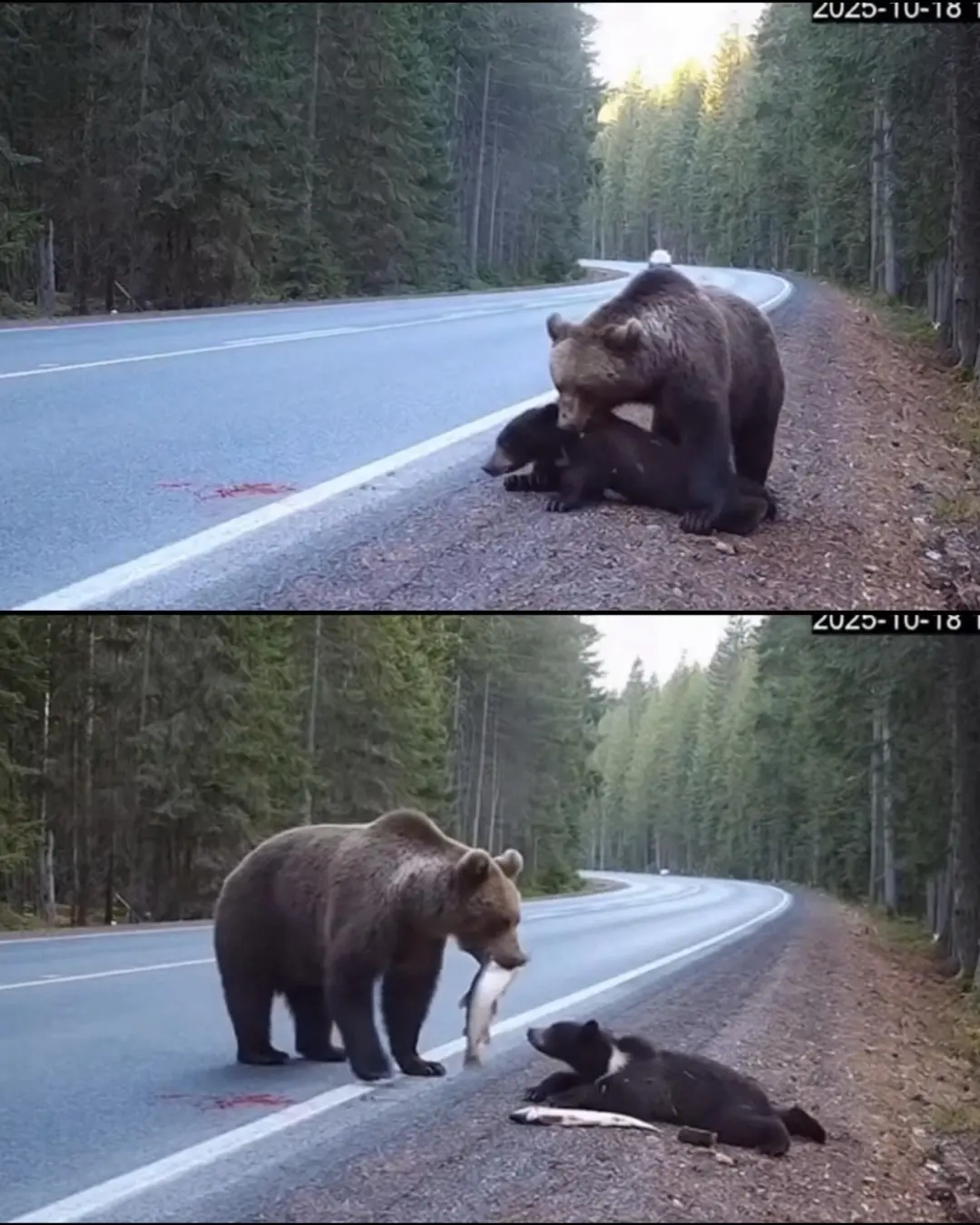 The Heartbreaking Journey of a Mother's Love: A Bear's Unyielding Fight for Her Injured Cub