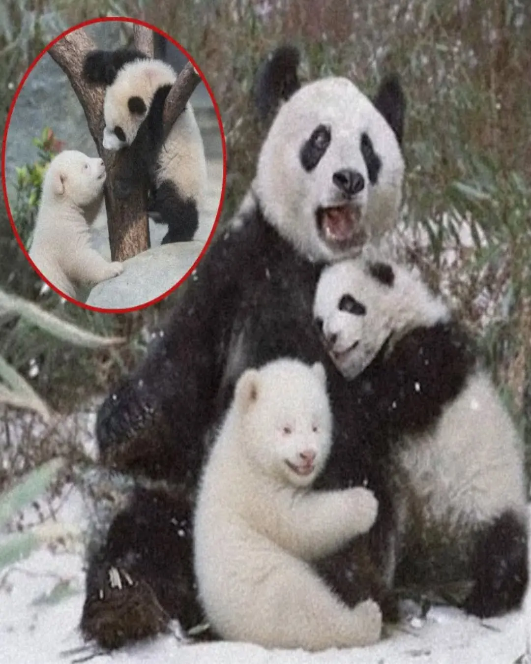 The White Miracle: How an Unwanted Albino Panda Found a Mother’s Love
