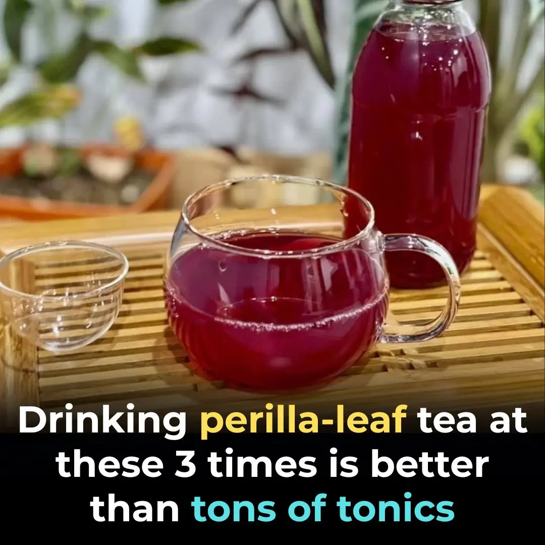 Three Optimal Times to Drink Perilla Leaf (Lá Tía Tô) Tea—And Most People Don’t Know Them