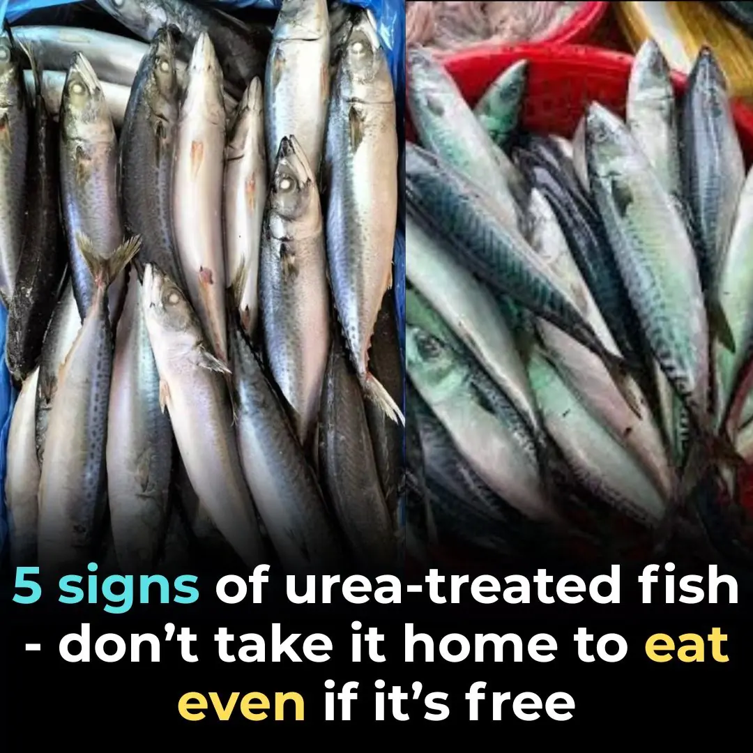 5 Warning Signs of Fish Preserved with Urea – Don’t Take It Home Even If It’s Free