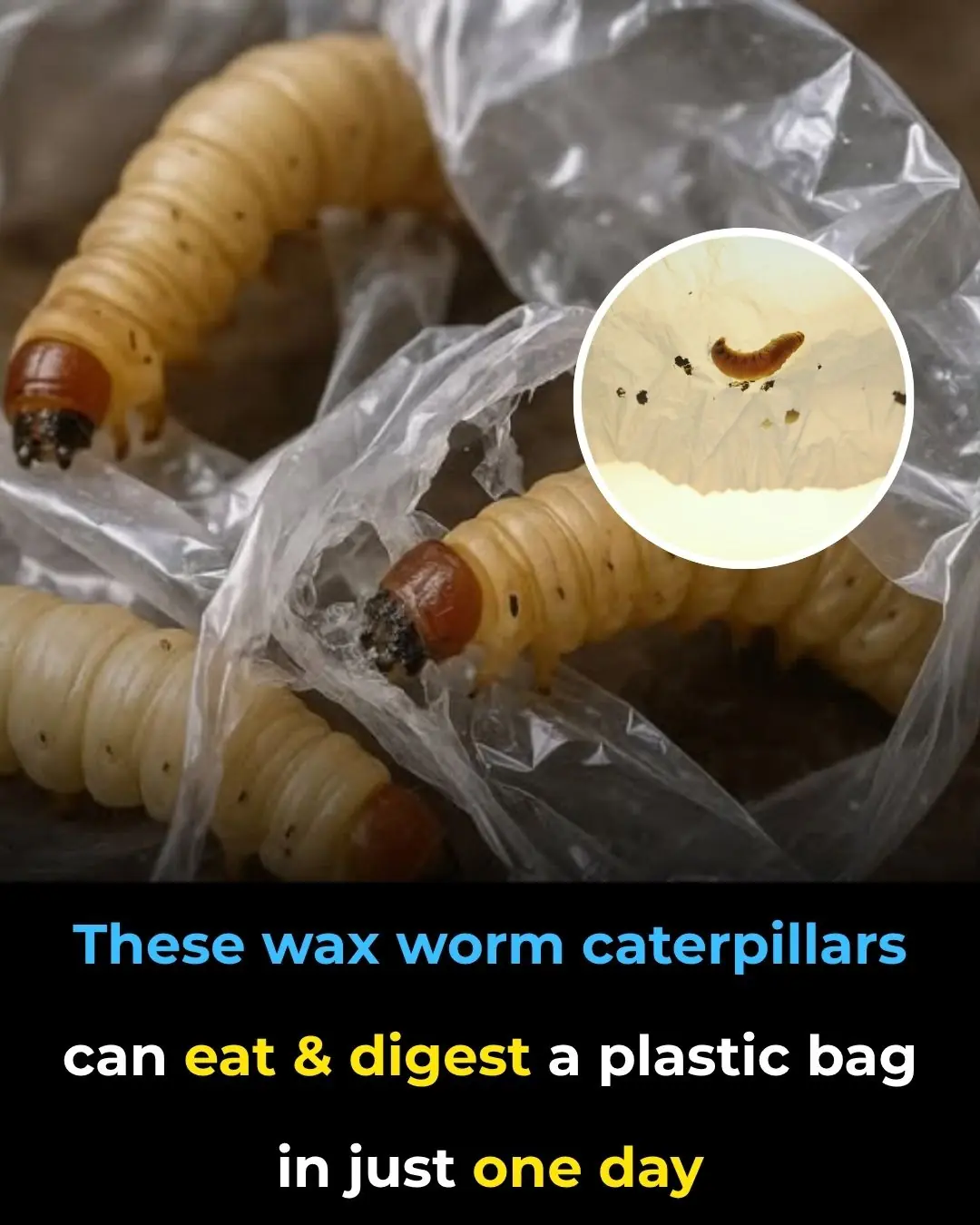 These Wax Worm Caterpillars Can Eat & Digest a Plastic Bag in Just One Day