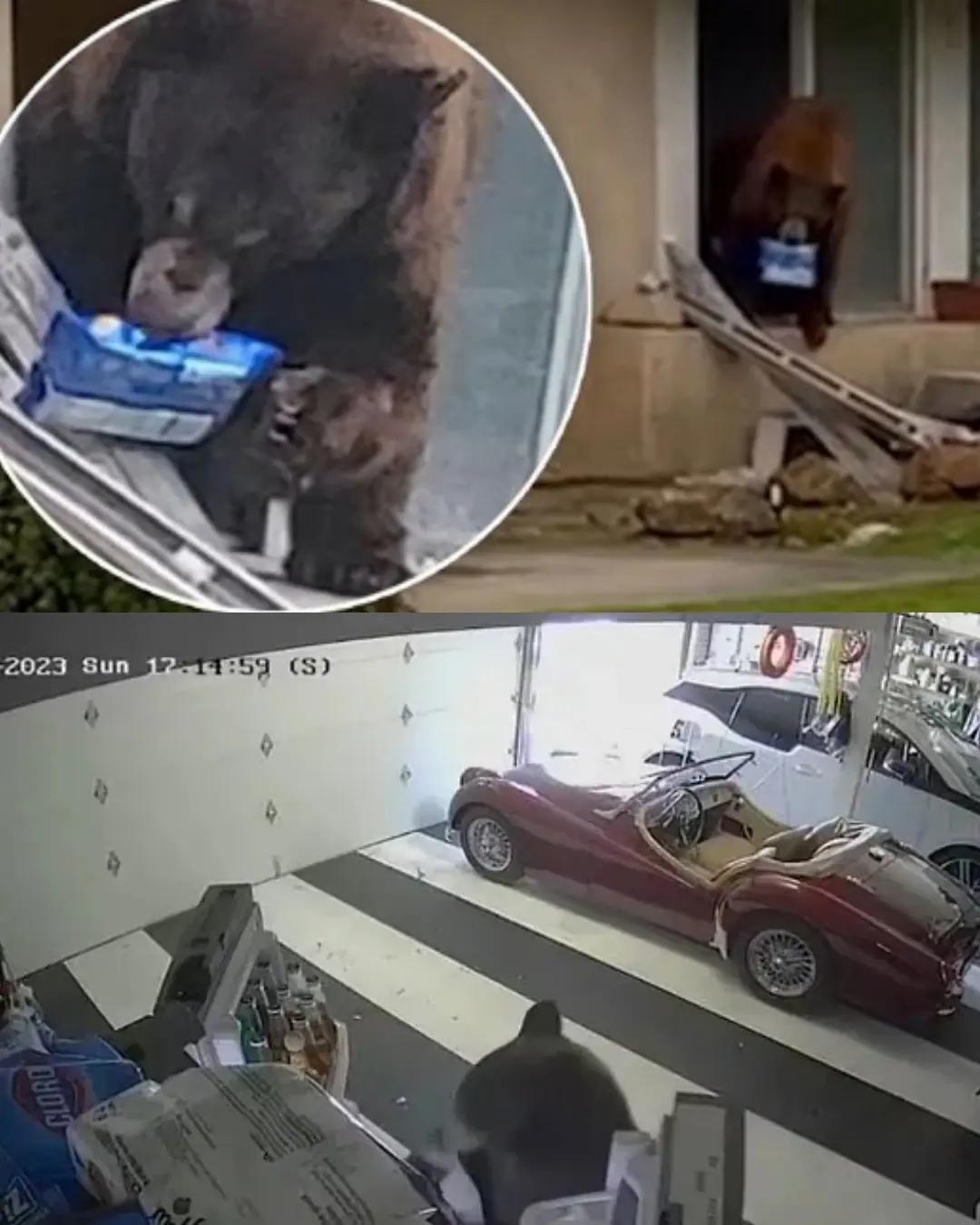 Oreo the Cookie-Loving Bear of Monrovia.