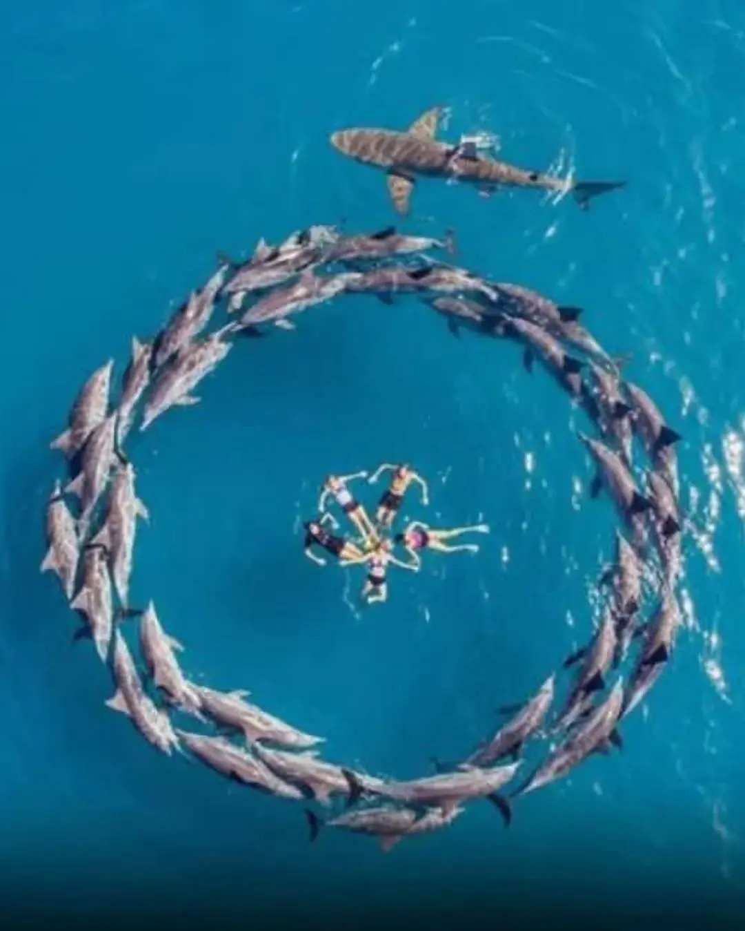 When Dolphins Became Guardians: The Day Four Swimmers Were Saved from a Great White