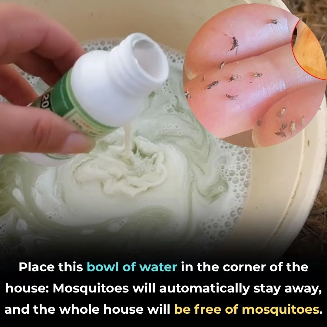 Place this bowl of water in the corner of the house: Mosquitoes will automatically stay away, and the whole house will be free of mosquitoes.