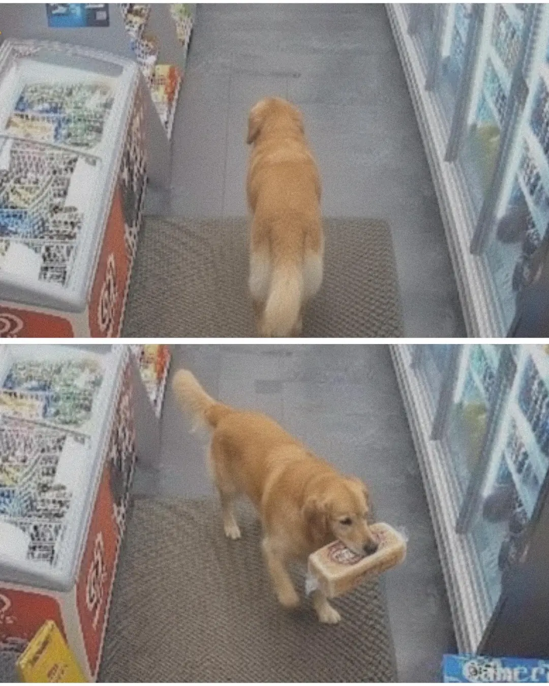 The Stray Dog Who Stole Bread—and Won Hearts