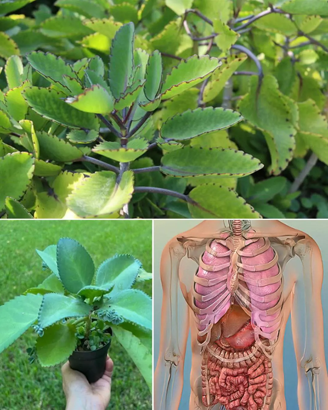 Bryophyllum Calycinum (Kalanchoe Pinnata): Benefits and Uses