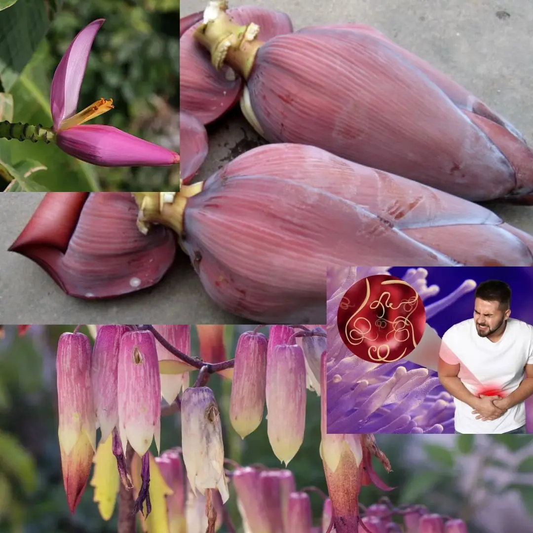 7 Amazing Health Benefits of Banana Blossoms