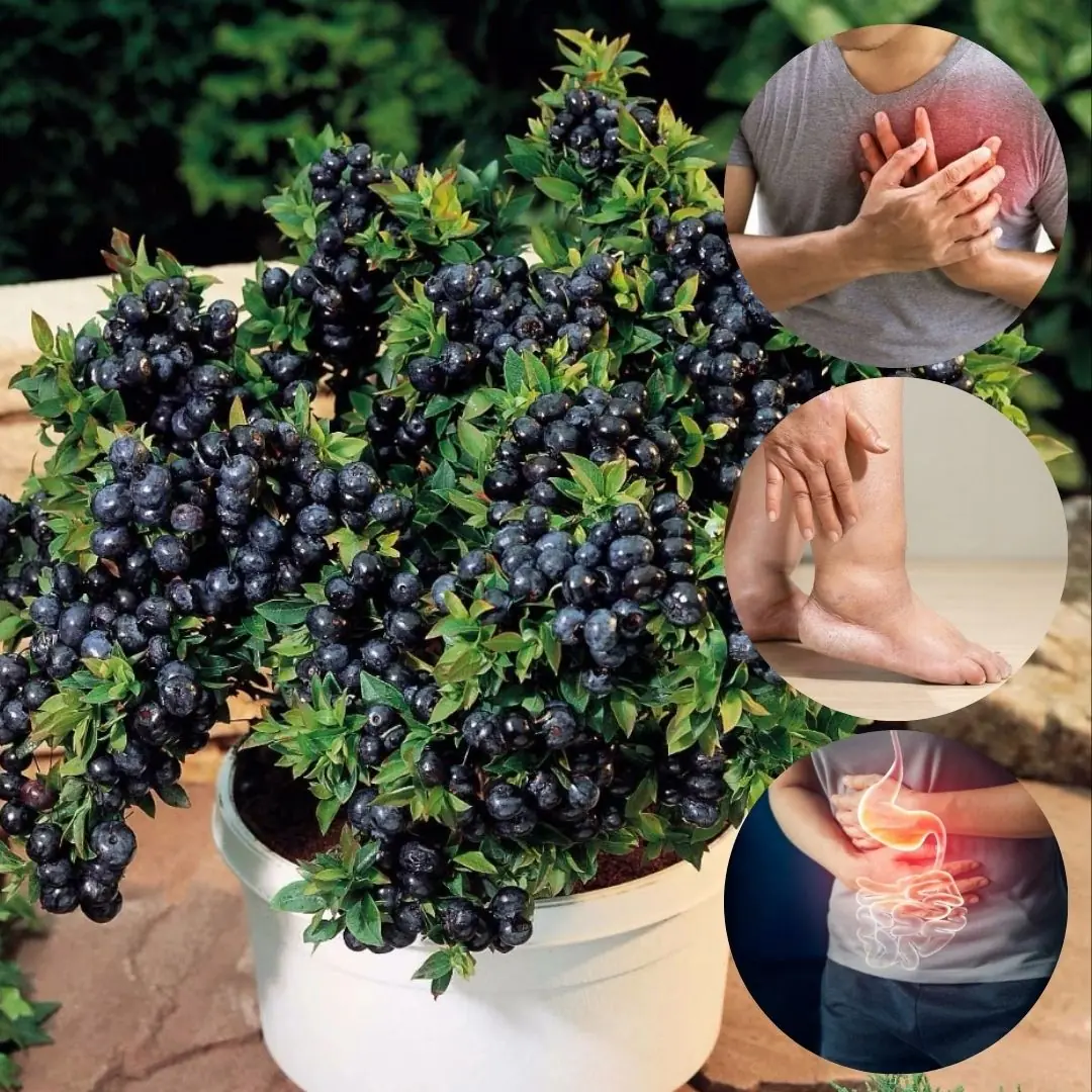 Evergreen Huckleberry (Vaccinium ovatum) – Benefits, Uses, and Growing Guide