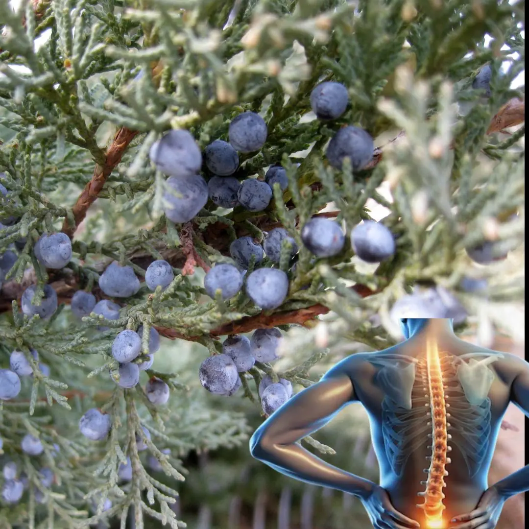Juniper: A Comprehensive Guide to Its Benefits and Uses