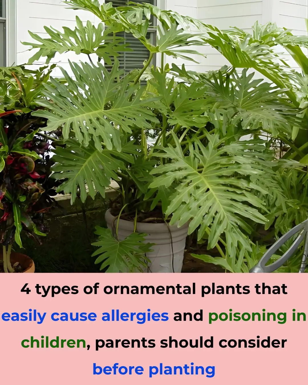 4 types of ornamental plants that easily cause allergies and poisoning in children, parents should consider before planting