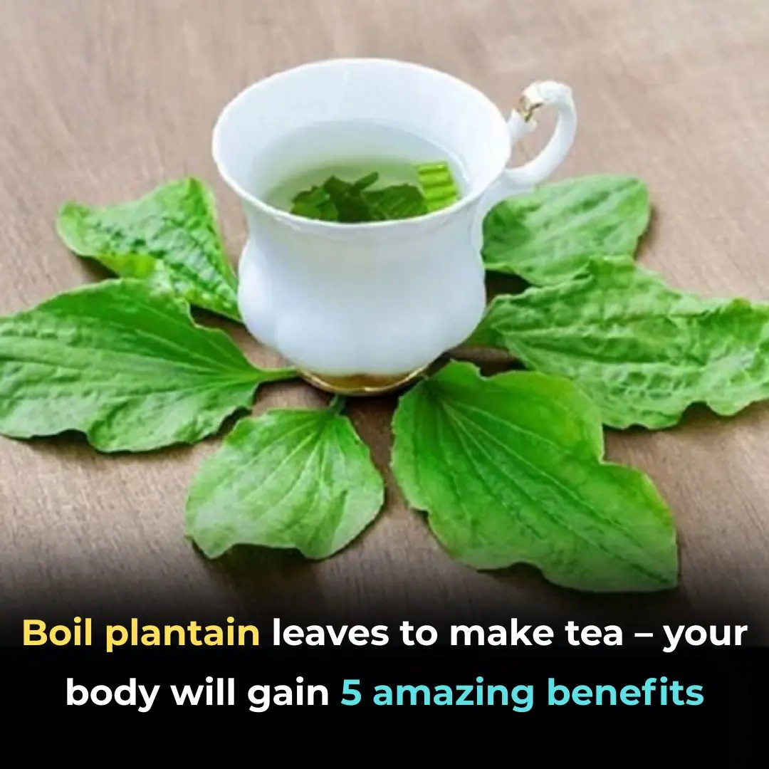 Use Plantain (Plantago major) to Brew a Drink — Your Body Gets 5 Fantastic Benefits