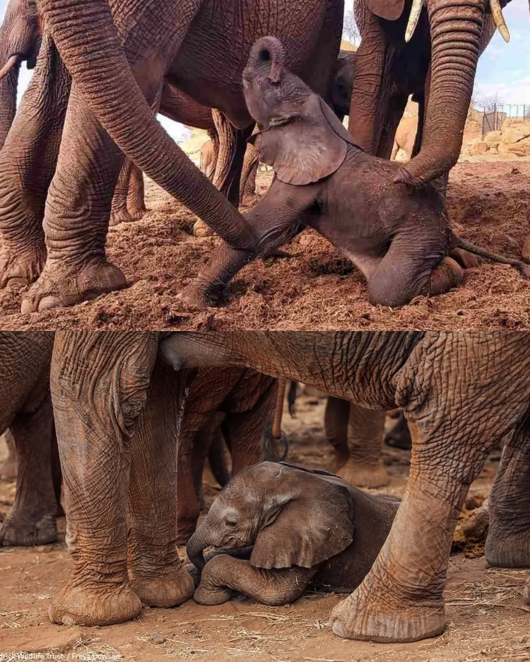 A New Life in the Orphan Herd: The Birth That Stunned the Elephants.
