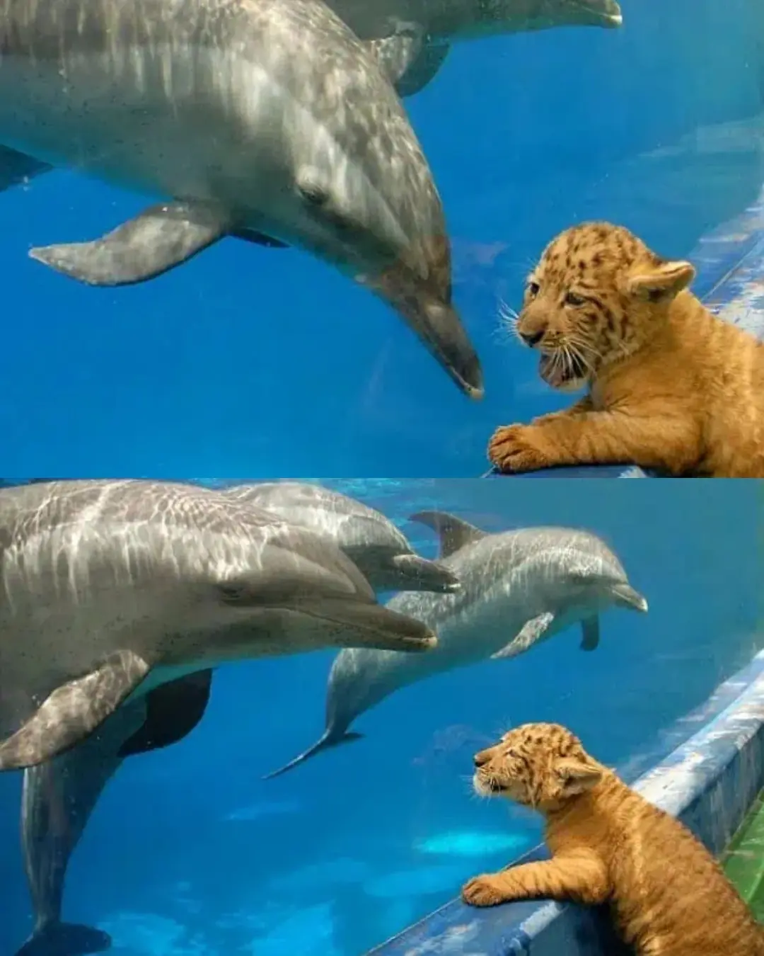 When a Liger Met the Dolphins