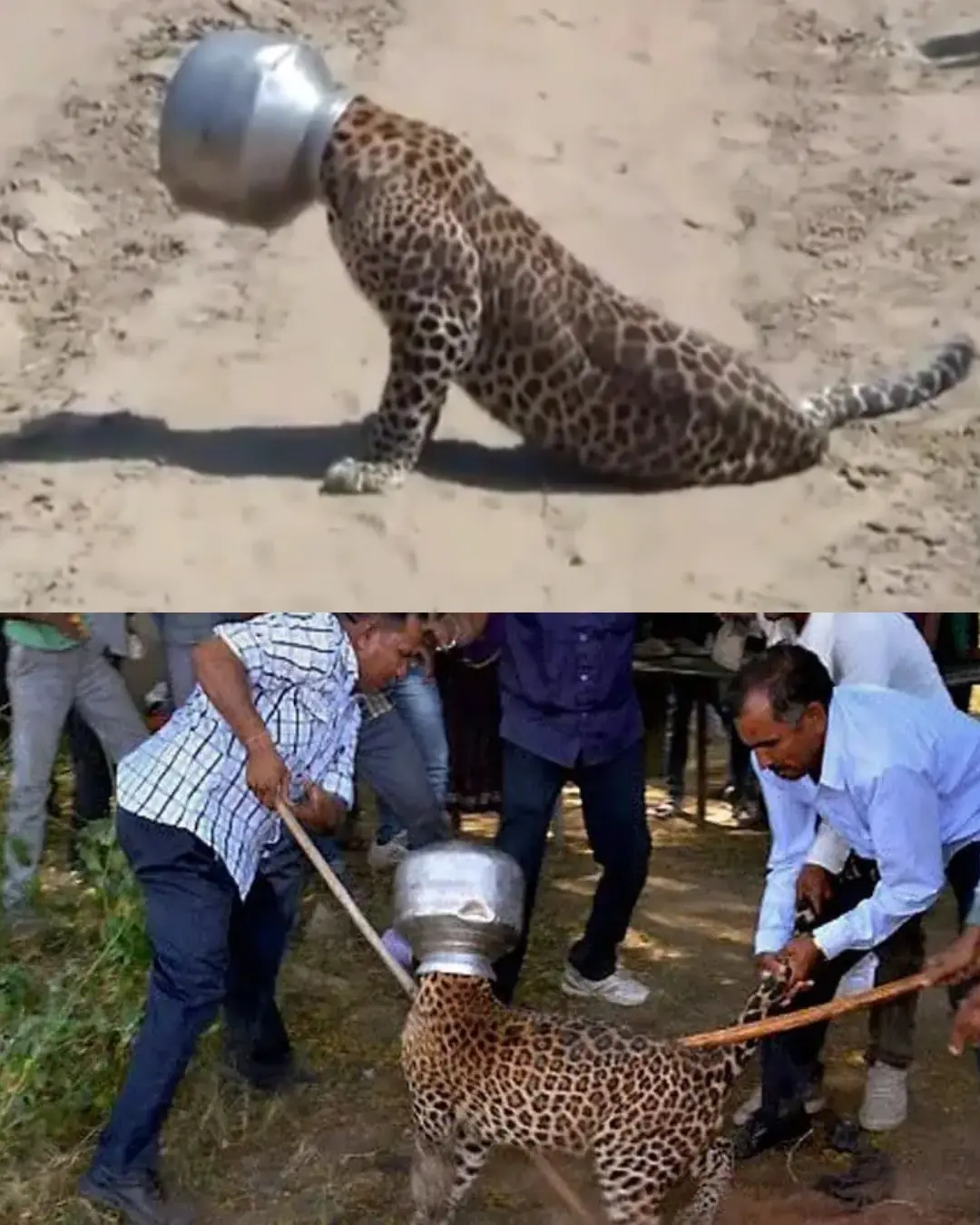 The Thirsty Leopard and the Pot of Trouble.