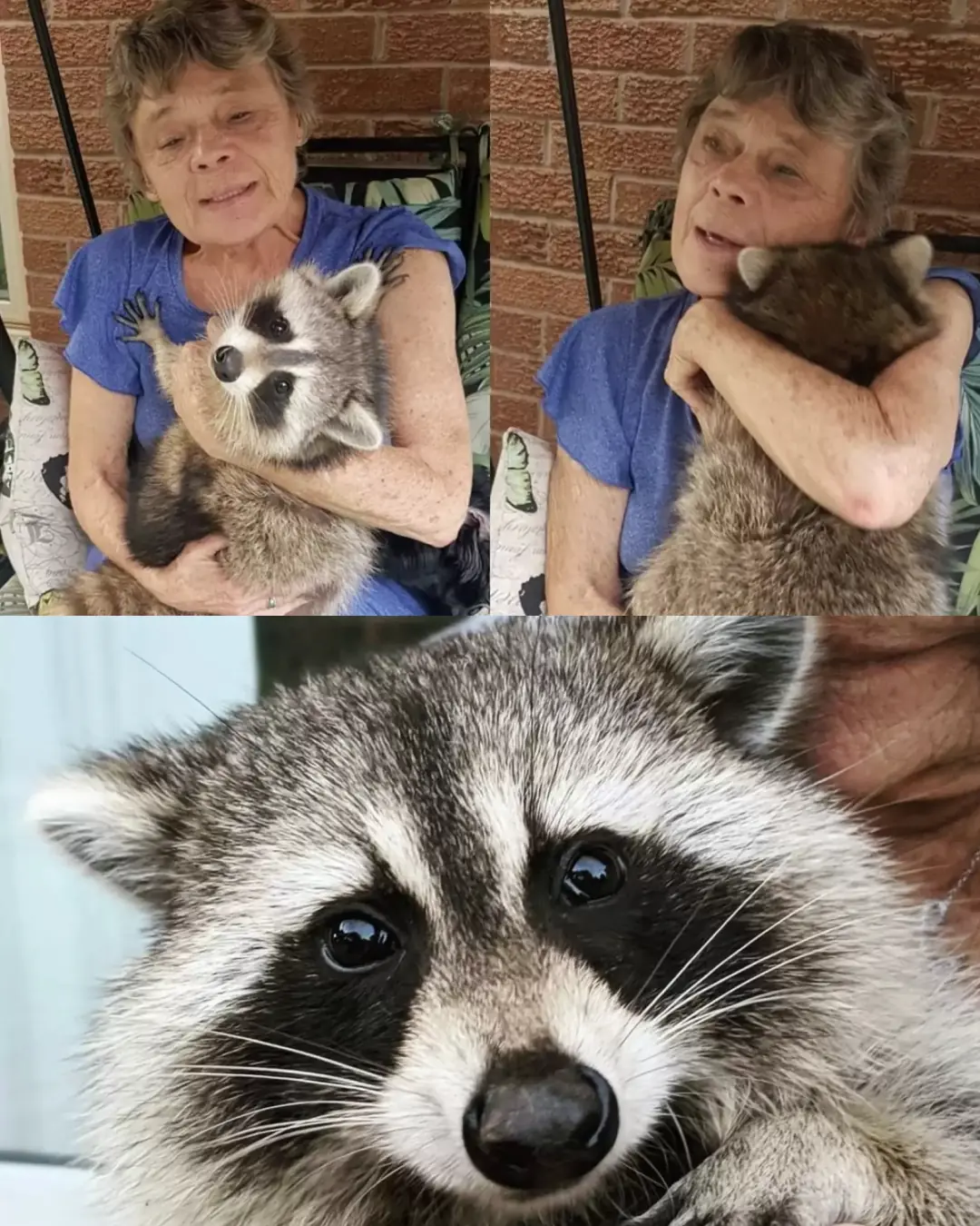 Little Hands: The Orphaned Raccoon Who Never Forgot His Mom